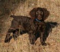 /album/fotogalerie/boykinspaniel-jpg/