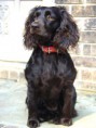 /album/fotogalerie/boykin-spaniel-0005-jpg/